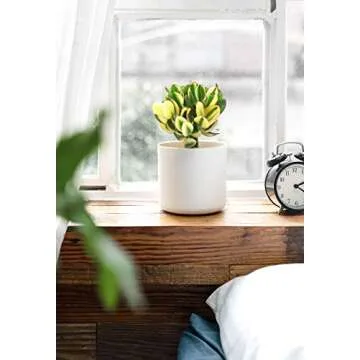 Stylish Mkono 6-Pack Plastic Plant Pots for All Indoor Plants