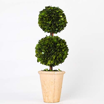 BOXWOOD VALLEY Real Preserved Boxwood Evergreen Potted Tree Globe Tree Topiary in Terracotta Planter...