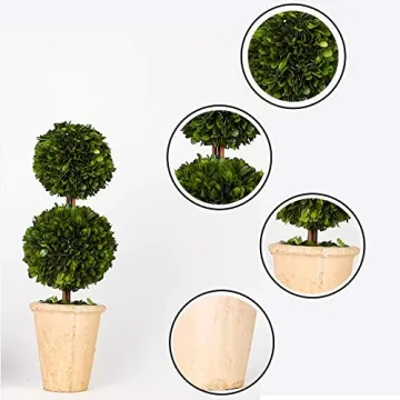 Real Preserved Boxwood Double Ball Topiary in Terracotta Planter