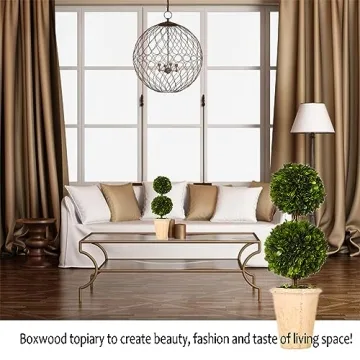 Real Preserved Boxwood Double Ball Topiary in Terracotta Planter