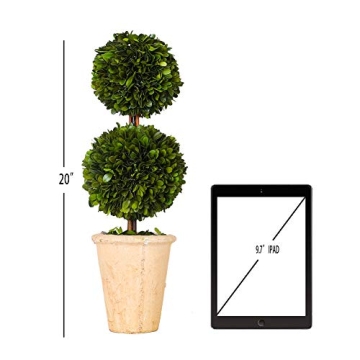 Real Preserved Boxwood Double Ball Topiary in Terracotta Planter