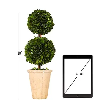 Real Preserved Boxwood Double Ball Topiary in Terracotta Planter