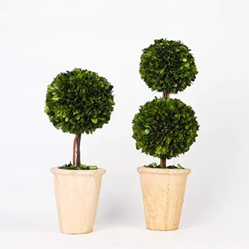 Real Preserved Boxwood Double Ball Topiary in Terracotta Planter