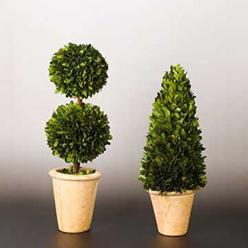 Real Preserved Boxwood Double Ball Topiary in Terracotta Planter