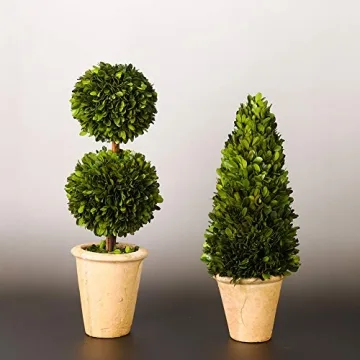Real Preserved Boxwood Double Ball Topiary in Terracotta Planter