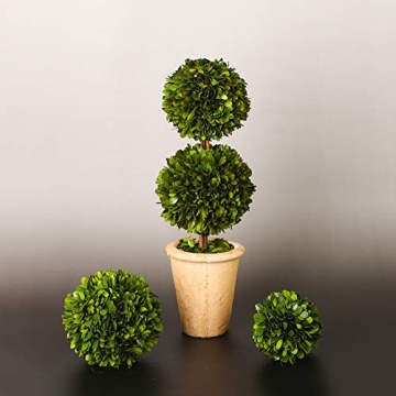 Real Preserved Boxwood Double Ball Topiary in Terracotta Planter