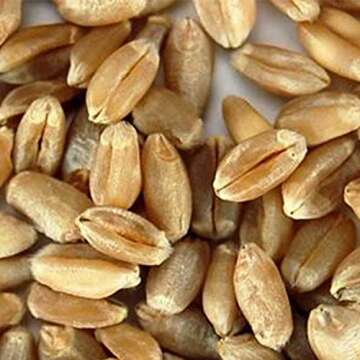 Soft White Wheat - Organic - 35 Lbs. Resealable Bucket - Handy Pantry Brand - Perfect for Food Storage, Flour, Baking, Sprouting & More