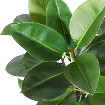 Kazeila 3FT Artificial Rubber Tree for Home and Office Decor