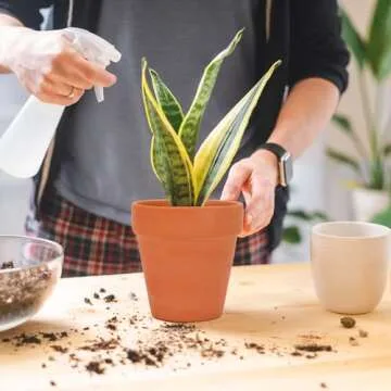 Nilos 12 Mini Terracotta Plant Pots Set for Succulents