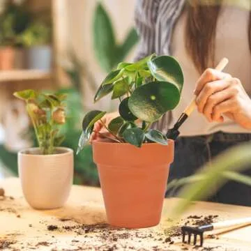 Nilos 12 Mini Terracotta Plant Pots Set for Succulents