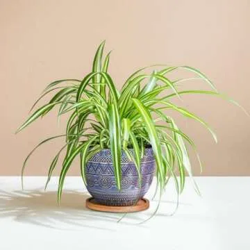 G EPGardening Ceramic Plant Pots with Drainage and Saucers