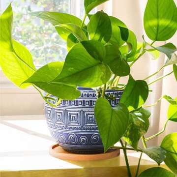 G EPGardening Ceramic Plant Pots with Drainage and Saucers