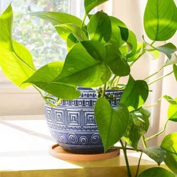 G EPGardening Ceramic Plant Pots with Drainage and Saucers