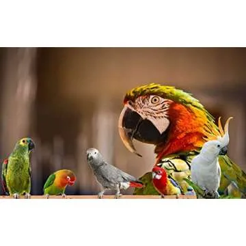 Bird Street Bistro Parrot Food - Parakeet Food - Cockatiel Food - Bird Food - Cooks in 3-15 min w/Natural & Organic Grains - Legumes - Non-GMO Fruits, Vegetables, & Healthy Spices