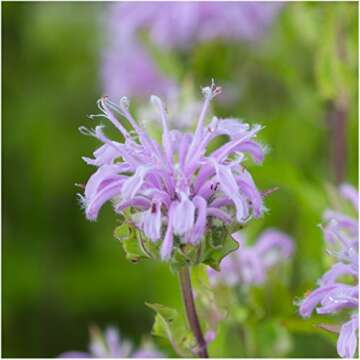 Seed Needs, Edible Wildflower Seed Packet Collection (7 Varieties of Flower Seed for Planting) Non-GMO & Untreated - Includes Viola, Pansies, Chives, Borage, Calendula, Nasturtium and Bee Balm