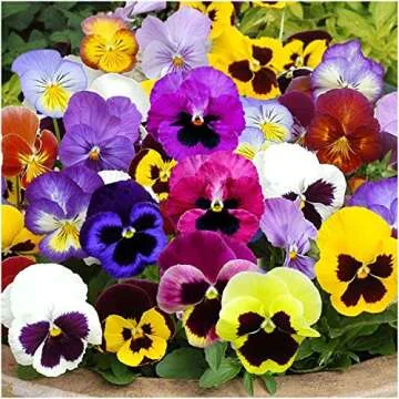 Seed Needs, Edible Wildflower Seed Packet Collection (7 Varieties of Flower Seed for Planting) Non-GMO & Untreated - Includes Viola, Pansies, Chives, Borage, Calendula, Nasturtium and Bee Balm
