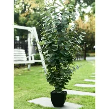 Clycaloor 2PCS Large Eucalyptus Trees - Lifelike Decor