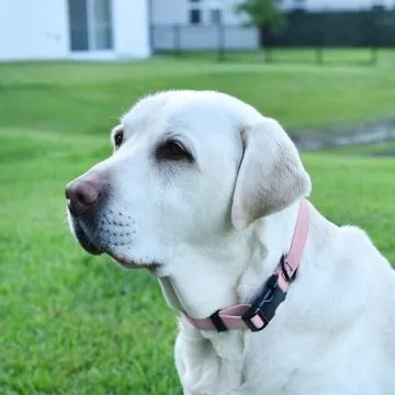 Dogline Biothane Waterproof Dog Collar for Dogs of All Sizes