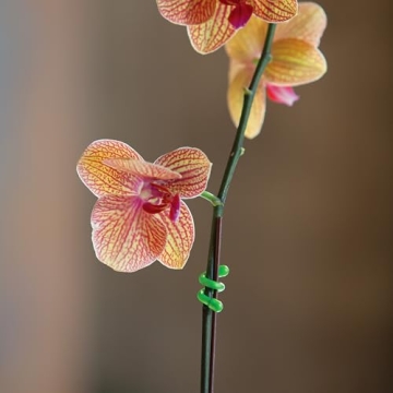 Nite Ize Original Gear Reusable Twist Ties, 4-Pack