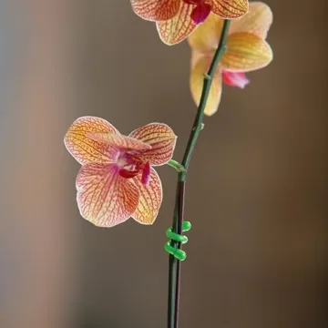 Nite Ize Original Gear Reusable Twist Ties, 4-Pack