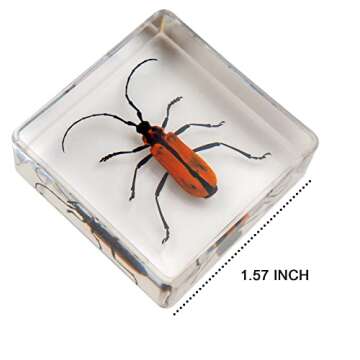 Insect Specimen Set, Bugs Collection Scientific Education Gift for Kids Aged 3-8-12 (Millipede, Centipede, Dragonfly Larvae, Tea Seed Bug, Red Longhorn Beetle, Spiny Spider)