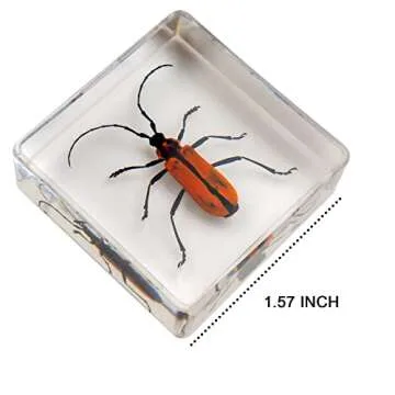 Insect Specimen Set, Bugs Collection Scientific Education Gift for Kids Aged 3-8-12 (Millipede, Centipede, Dragonfly Larvae, Tea Seed Bug, Red Longhorn Beetle, Spiny Spider)