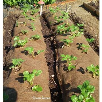 10 Honeoye Strawberry Plants - INCREDIBLY SWEET BERRY! - (Pack of 10 Bare Root Plants) Zone 3-8. Org...