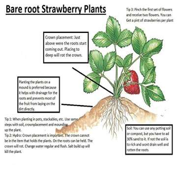 10 Honeoye Strawberry Fruit Plants - INCREDIBLY SWEET BERRY! - (Pack of 10 Bare Root Plants) Zone 3-8. Organic grown in USA.
