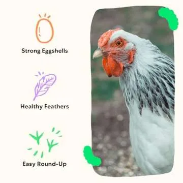 Grubblies - Black Soldier Fly Larvae for Chickens - Nourishing Daily Chicken Treats - for Strong Eggshells and Healthy Feathers - Grubblies World Harvest 1LB