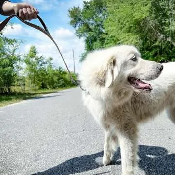 Joytale Dog Leash Heavy Duty for Large Dogs That Pull, Double Handle for Traffic Control, Double-Sided Reflective Leashes for Large Medium Dogs Night Safety, 6FT, Brown