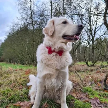 PETDURO Custom Dog Collar with Engraved Rose Gold Buckle