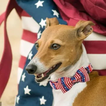 Patriotic Independence Dog Collar for 4th of July Celebrations