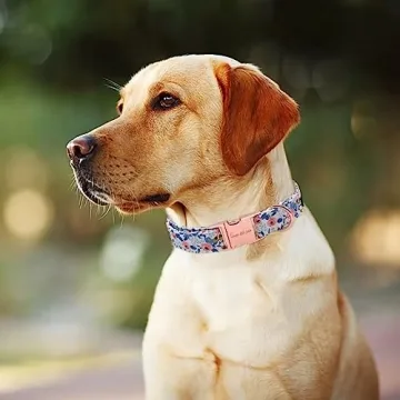 Durable Unique Style Paws Dog Collar for All Dogs
