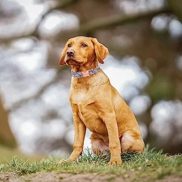Durable Unique Style Paws Dog Collar for All Dogs