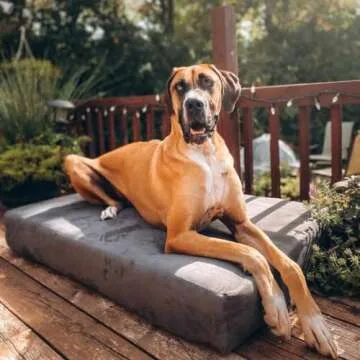 Big Barker Sleek Orthopedic Dog Bed - 7” Dog Bed for Large Dogs w/Washable Microsuede Cover - Sleek Elevated Dog Bed Made in The USA w/ 10-Year Warranty (Sleek, XL, Charcoal)