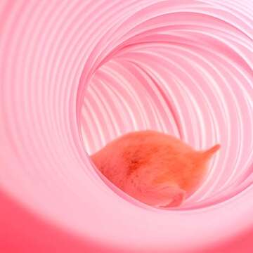 Niteangel Small Pet Fun Tunnel, 39 x 4 inches - Fit Adult Ferrets and Rats (Pink)