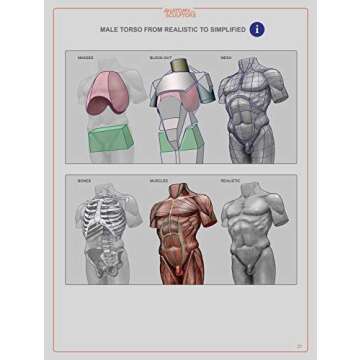 Anatomy For Sculptors, Understanding the Human Figure