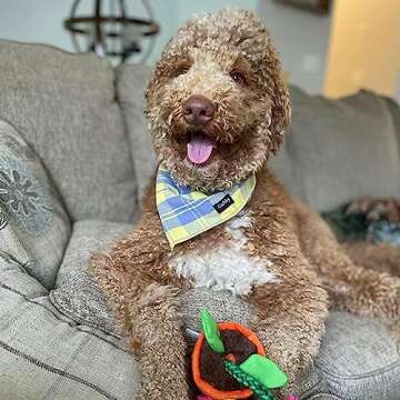 Gofshy Summer Dog Bandana XLarge-Dog Scarf Vibrant Color Yellow Blue Plaid Printing Adjustable Bib Handkerchief Accessories for Large Dogs (XL)