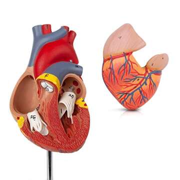Life Size Heart Model for Medical and Education Use