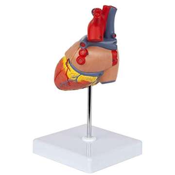 Life Size Heart Model for Medical and Education Use