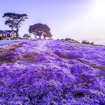 20000+ Creeping Thyme Seeds for Planting -Perennial Ground Cover Plants Flowers Non-GMO Heirloom