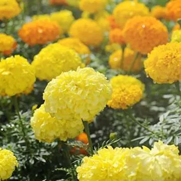 The Old Farmer's Almanac Non-GMO Marigold Seeds Mix