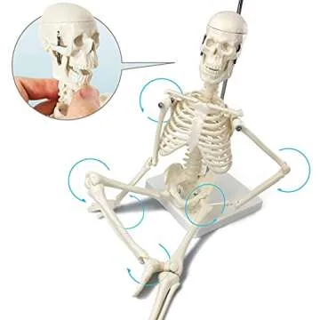 Mini Human Skeleton Model for Easy Anatomy Learning