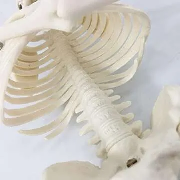 Mini Human Skeleton Model for Easy Anatomy Learning