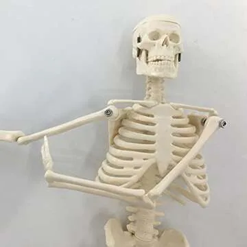 Mini Human Skeleton Model for Easy Anatomy Learning