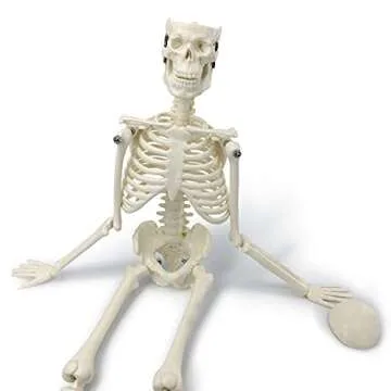 Mini Human Skeleton Model for Easy Anatomy Learning