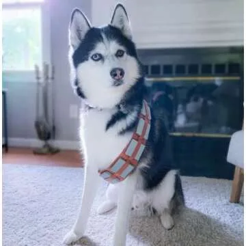 Adjustable ComfyCamper Utility Belt for Dogs - All Sizes