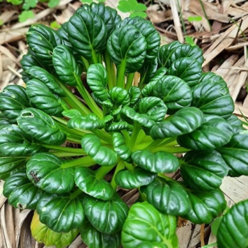 Tatsoi Seeds Asian Greens Mustard Heirloom (500 Seeds) - Non-GMO - Always Fresh Seeds! - Planting Se...