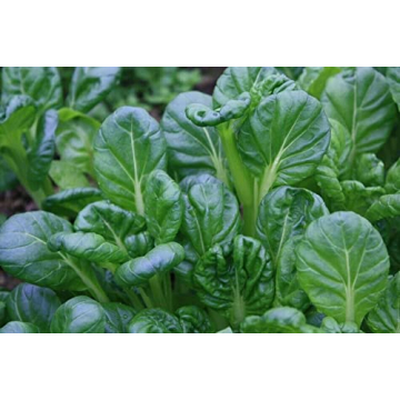 Fresh Heirloom Tatsoi Seeds for Home Vegetable Garden