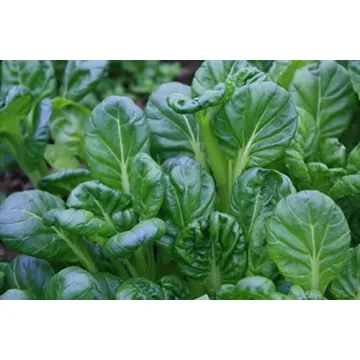 Fresh Heirloom Tatsoi Seeds for Home Vegetable Garden